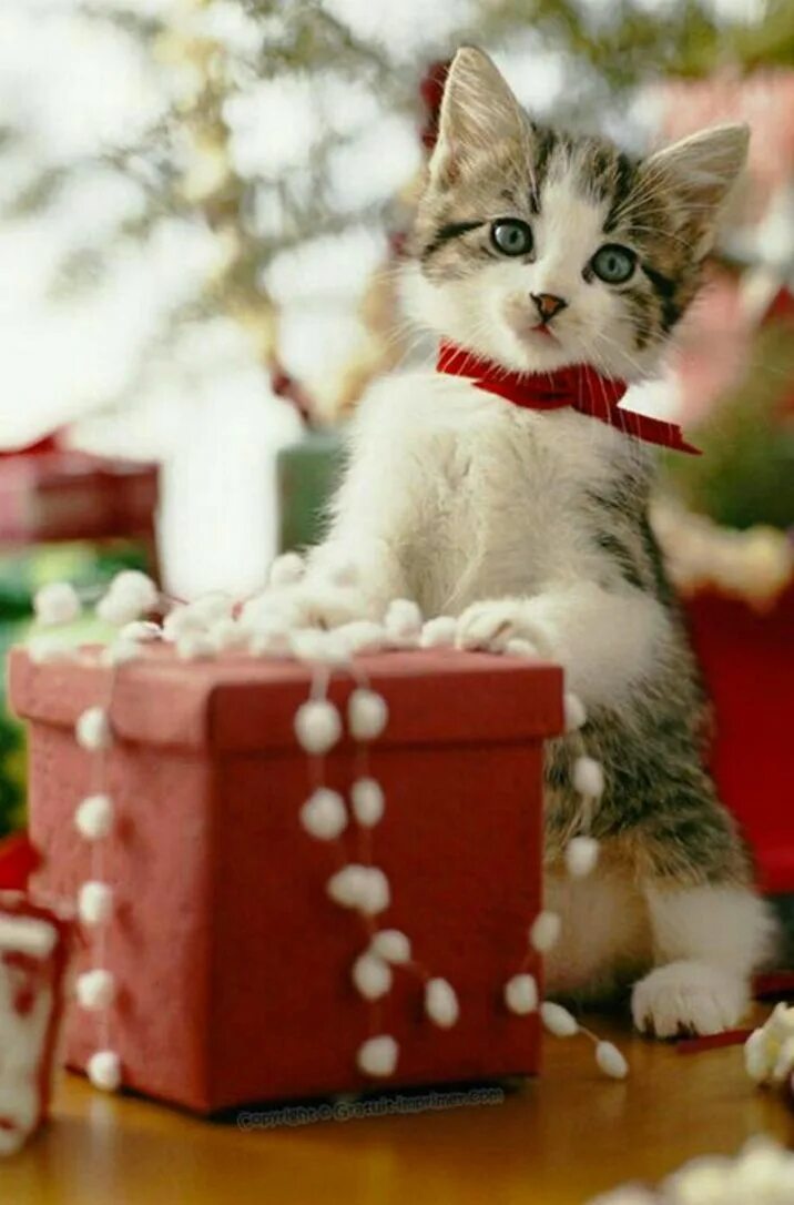 Котики новые фото And Stretch !! - 30th December 2015 Christmas kitten, Christmas cats, Christmas 