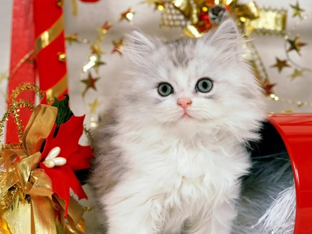 Котики новые фото Cat ... Free Download Beautiful Cat Apple Ipad Wallpaper - Fashion Cute cats and