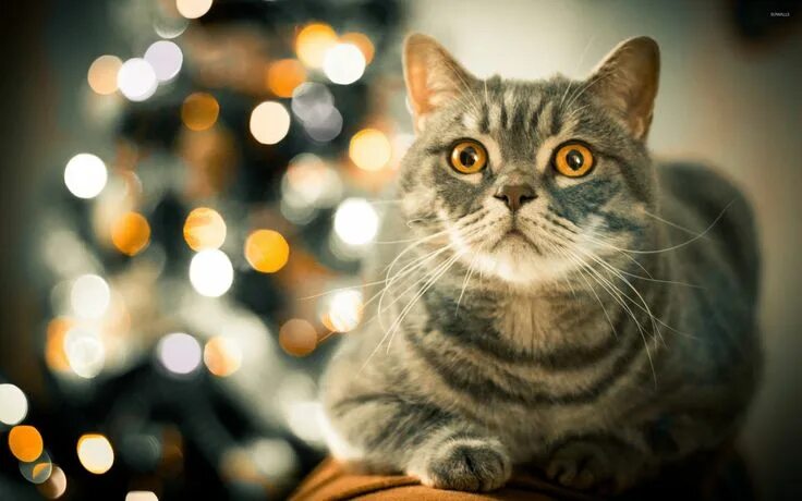 Котики новые фото 10 Tips to Cat Proof Your Christmas Tree Cat proofing, Christmas cats, Cute anim