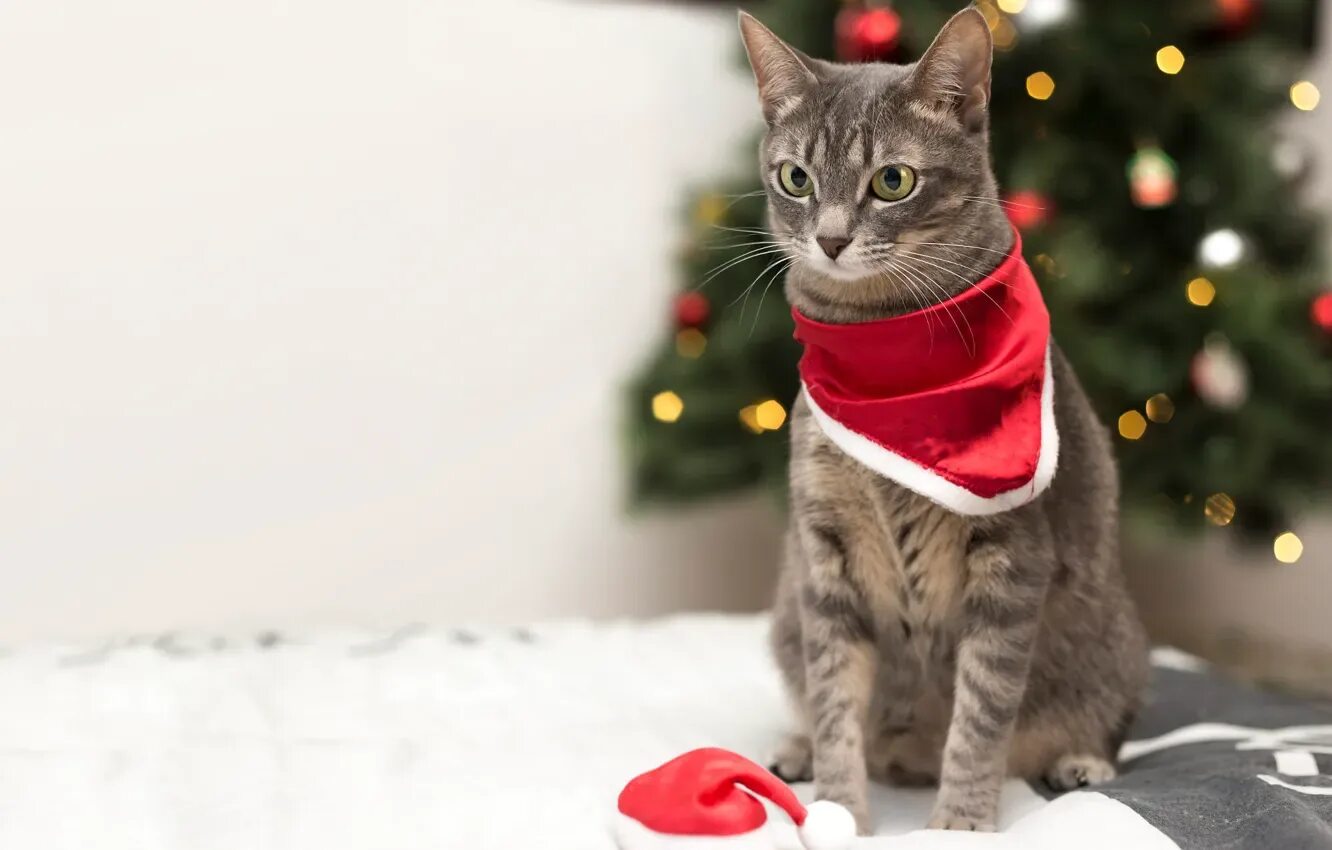 Котики новые фото Обои кошка, кот, взгляд, морда, красный, огни, серый, фон на телефон и рабочий с