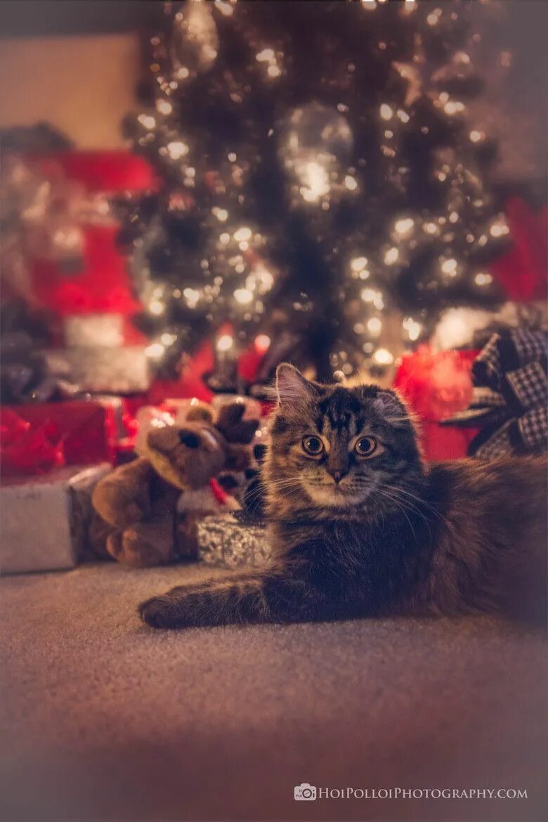 Котики новые фото Christmas Kitty Сумасшедшие кошки, Котята, Рождественская собака