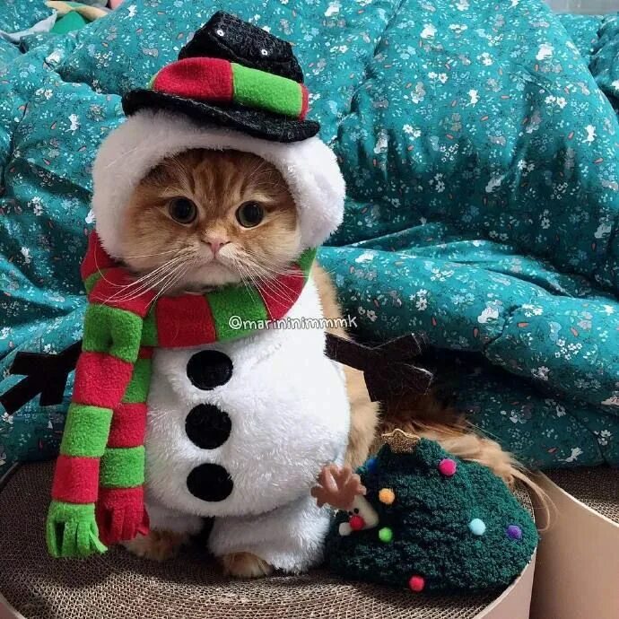 Котики новые фото cute cat Самые милые животные, Милые котики, Котята