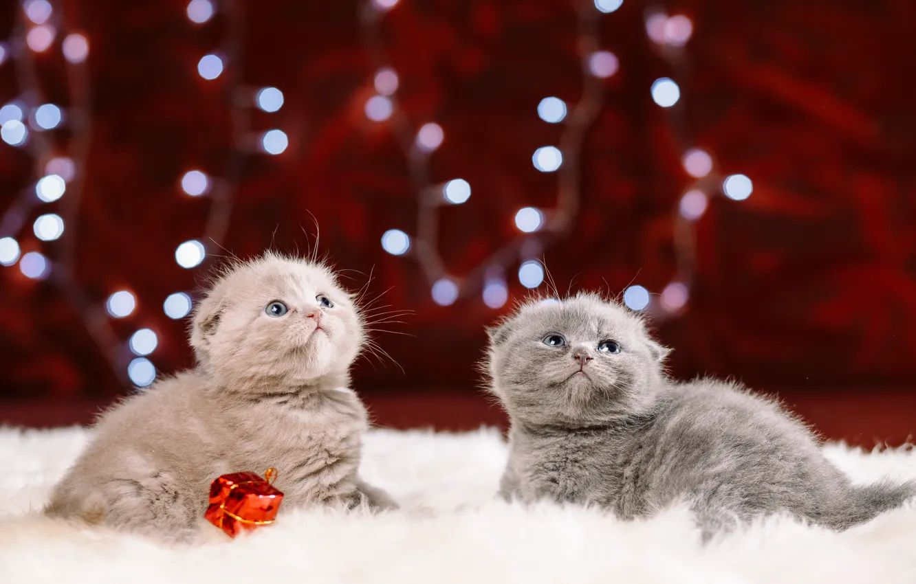 Котики новые фото Обои взгляд, котята, мех, малыши, сидят на телефон и рабочий стол, раздел кошки,