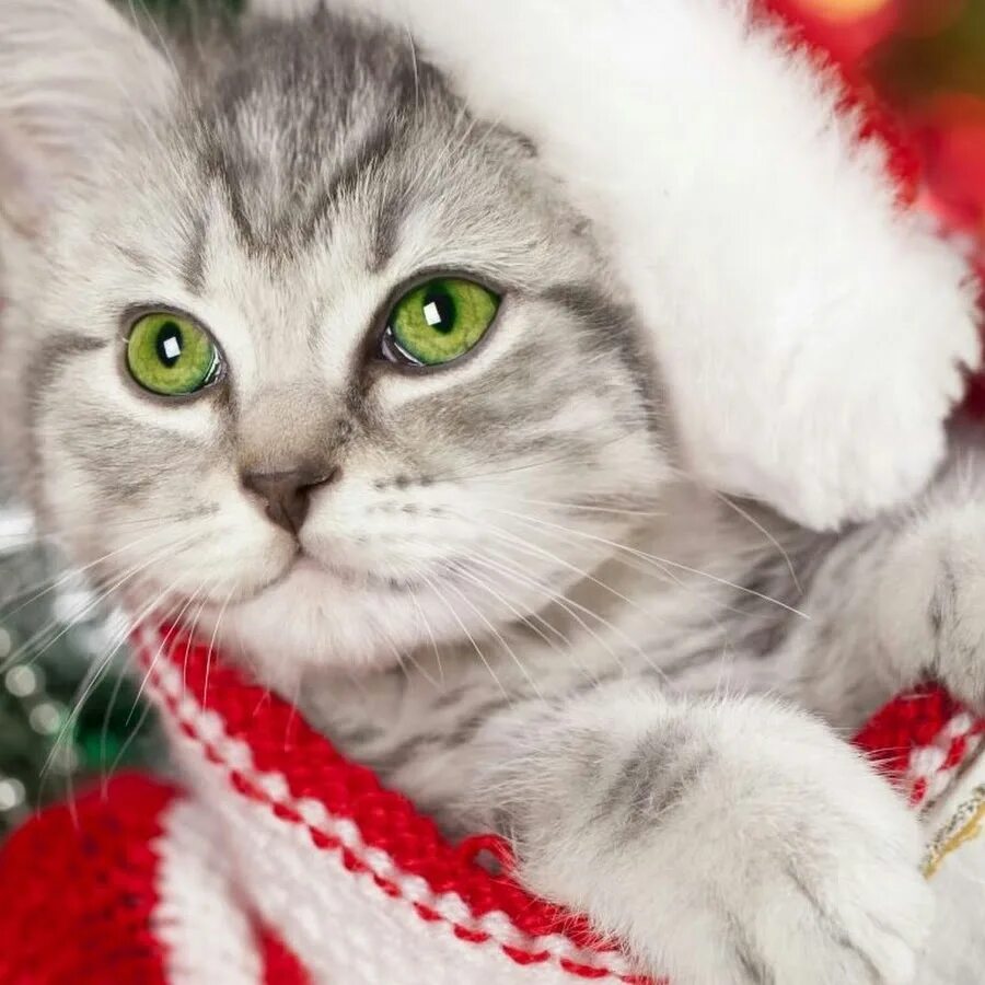 Котики новые фото РАЖДЕСТВИНЦКИЙ КОТИК - YouTube