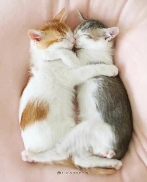 Котики обнимаются фото か わ い い ね こ)ア イ ド ル 猫.ブ サ 猫.保 護 猫.SNS で 話 題 の あ の 猫 が"バ ズ