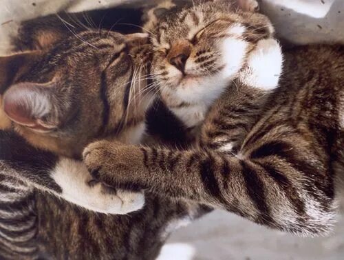 Котики обнимаются фото Kitty love - very cute Kittens cutest, Cat pics, Cat care