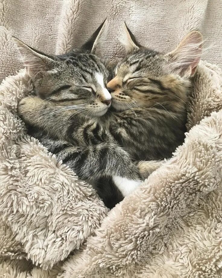 Котики обнимаются фото Couple Went to Adopt a Kitten - When They Saw His Brother, They Couldn't Leave H