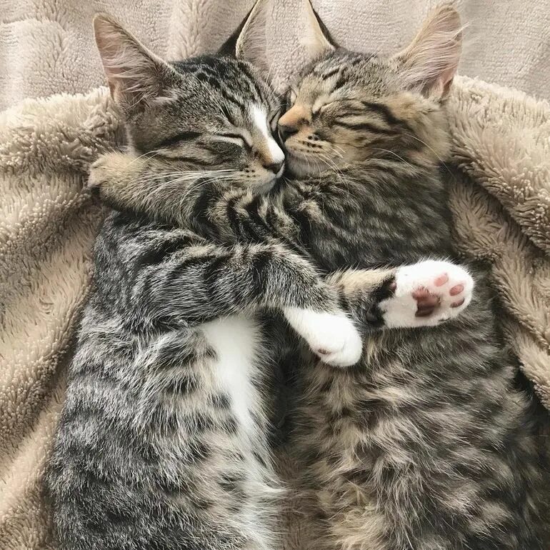 Котики обнимаются фото Для того чтобы попасть в один общий дом два брата-котенка из приюта делают самую
