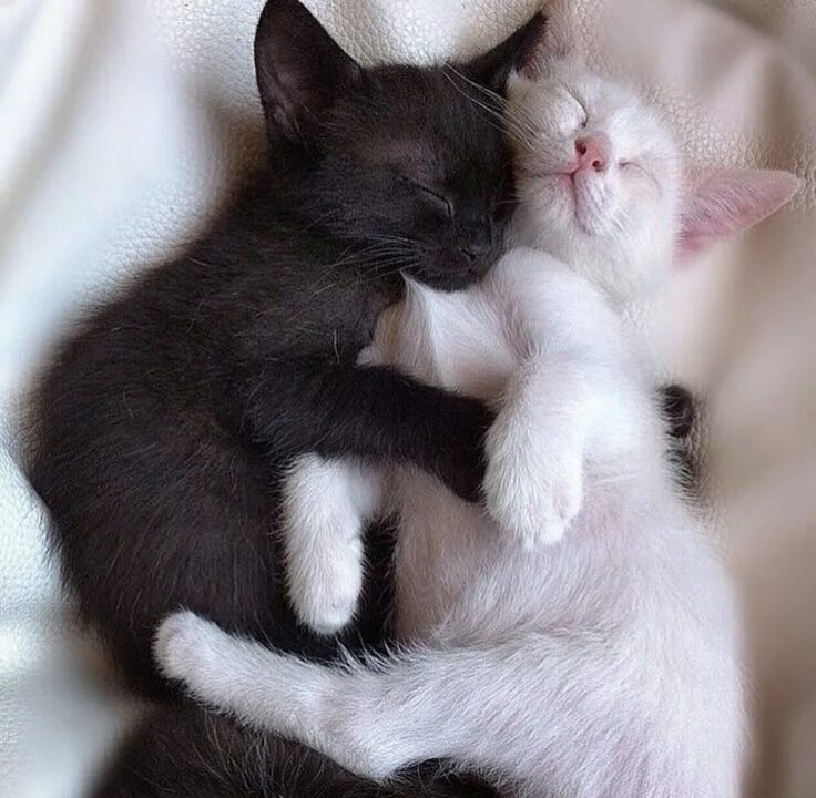 Котики обнимаются фото Очаровательные котята, Котята, Милые котики