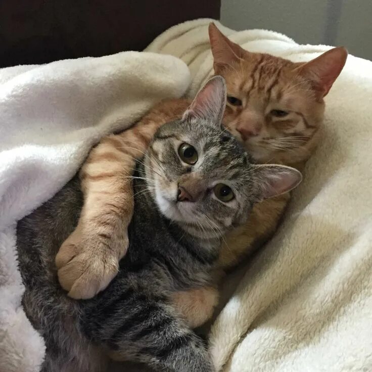 Котики обнимаются фото Pin on Кошки Cute cats, Pretty cats, Cat cuddle