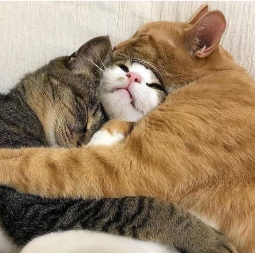 Котики обнимаются фото Pin on cats