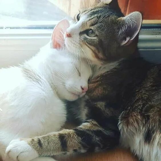 Котики обнимаются фото The Myth Of The Solitary Cat: True Or Busted? - CatTime Cute cats, Cute baby ani