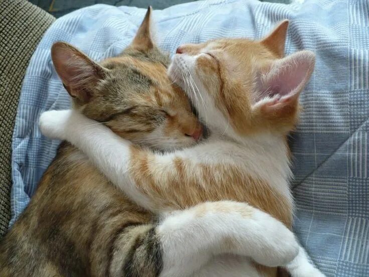 Котики обнимаются фото Pin by vv.mgguw on CAT Cat hug, Cute cats, Pretty cats
