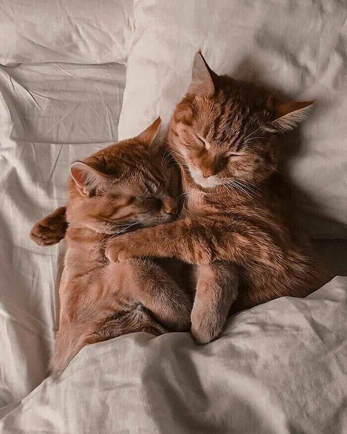Котики обнимаются фото Pin on animal