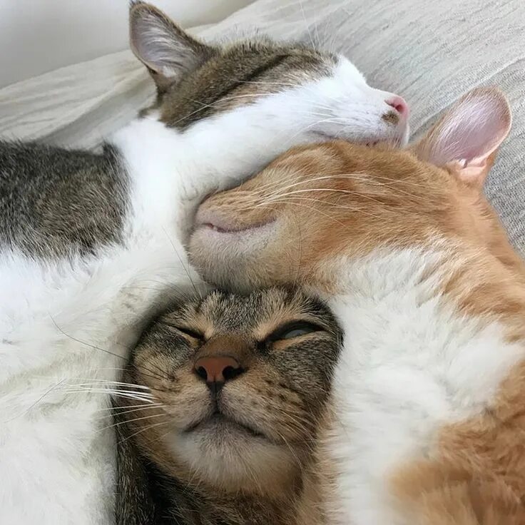 Котики обнимаются фото Pin en 'animals Gatos bonitos, Gatitos adorables, Gatos