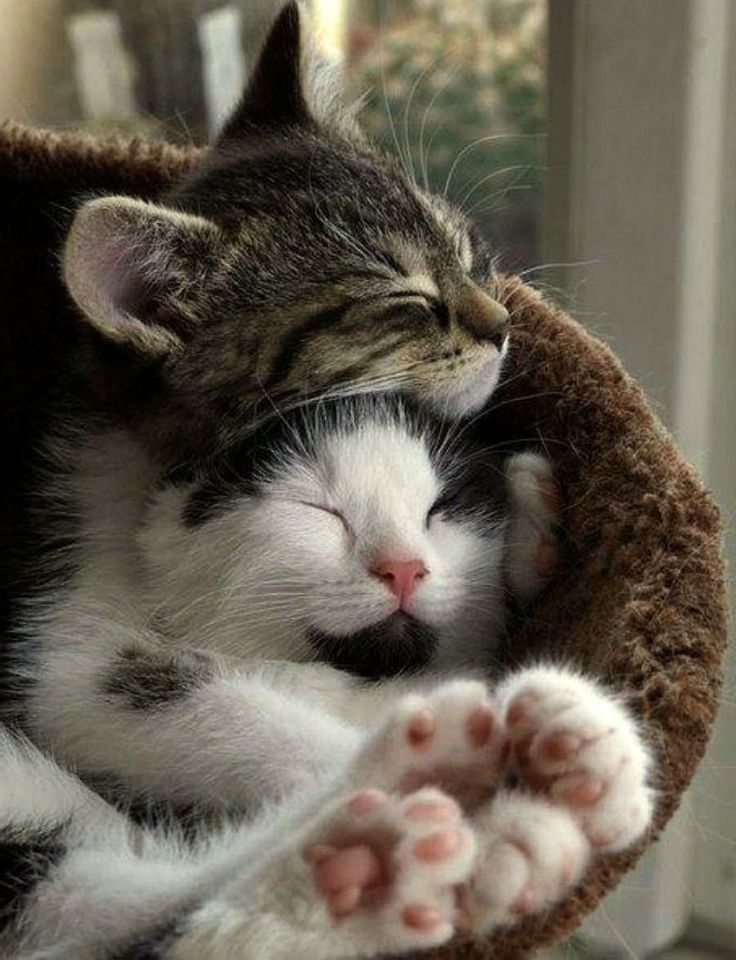 Котики обнимаются фото Кот с кошкой в обнимку (31 фото) Cute cats and dogs, Cats, Kittens