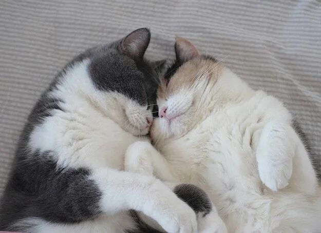 Котики обнимаются фото "Cuddling brings us all closer together." Милые котики, Детеныши животных, Очаро