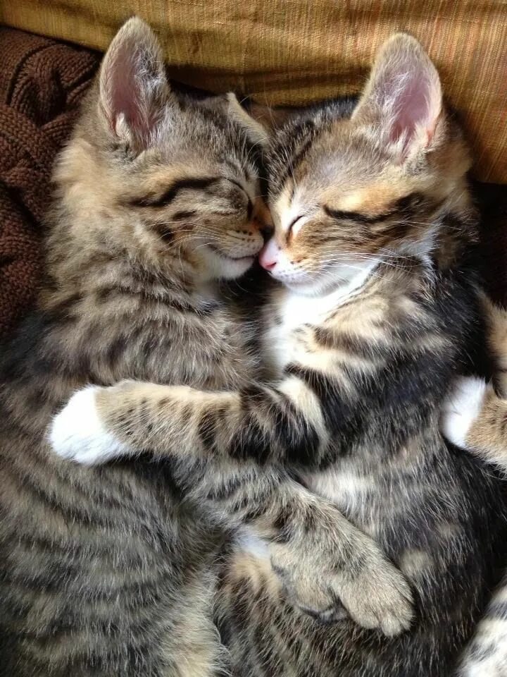 Котики обнимаются фото 6 Adorable kittens every cat lover must see The Pet's Planet Детеныши животных, 