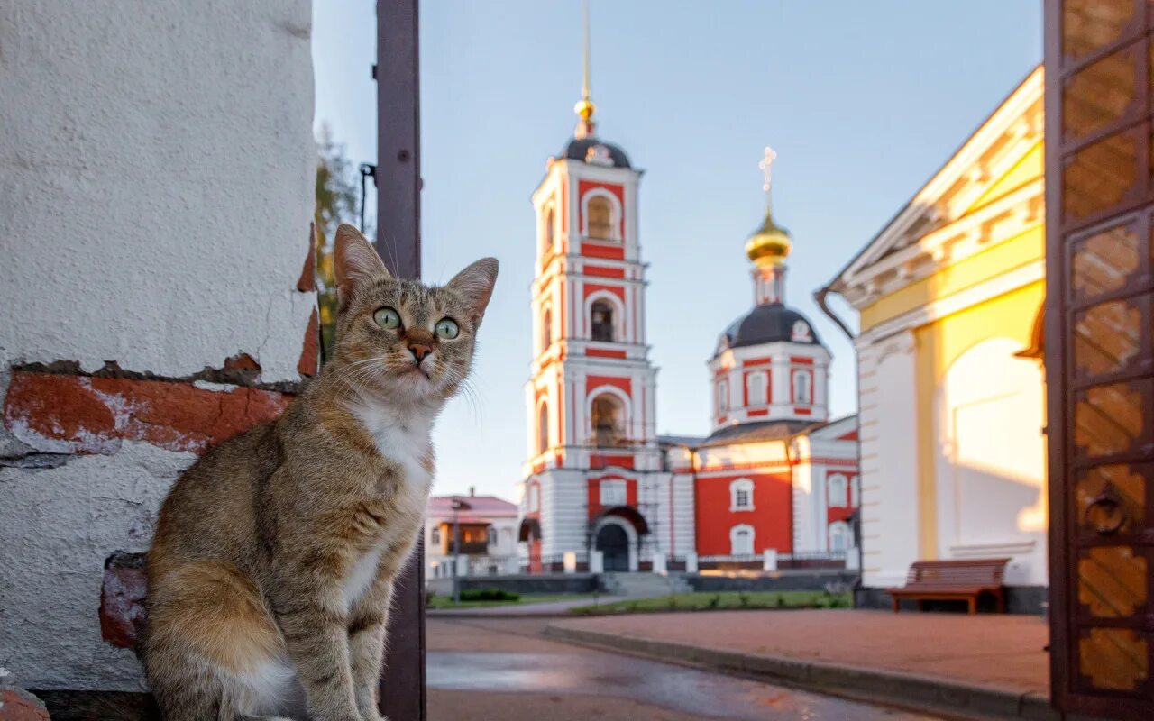 Котики октябрьская ул 8 фото Почему собаке в храм нельзя, а кошке - можно
