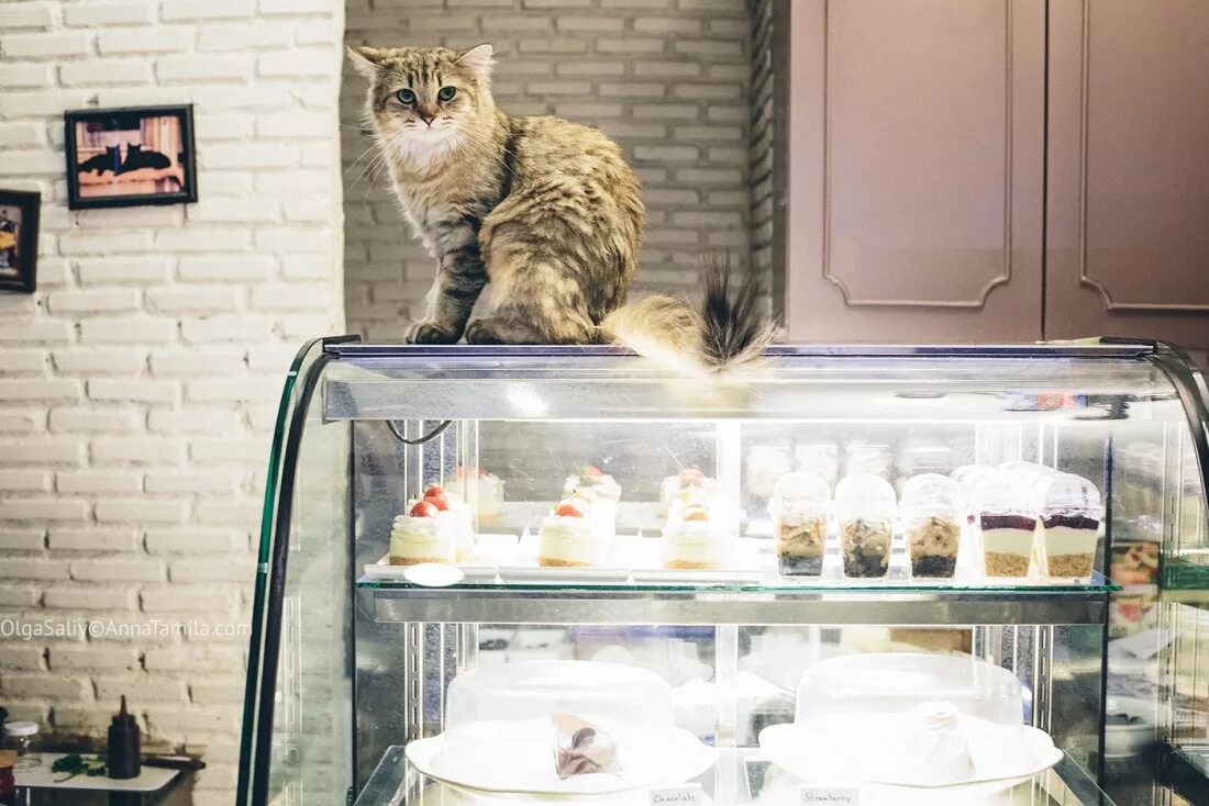 Котики октябрьская ул 8 фото Cat-cafe, кото-кафе в Бангкоке - Блог Ольги Салий Другие путешествия