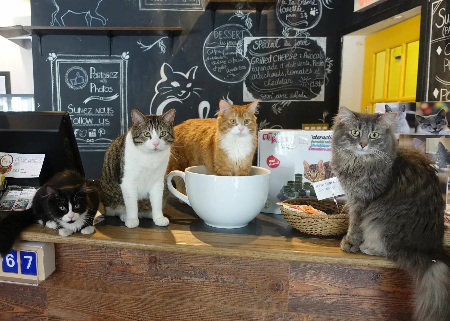 Котики октябрьская ул 8 фото 9 Cutest Animal Cafes Around the World Cat cafe, Cute animals, Animal articles