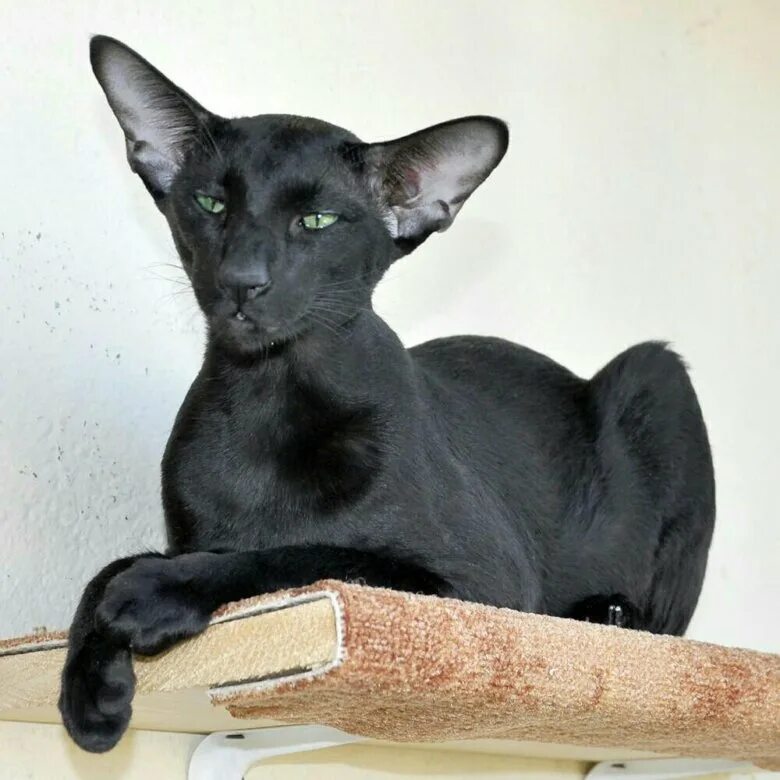 Котики ориенталы фото Кошка - купить в Санкт-Петербурге, цена 10 000 руб., продано 24 марта 2018 - Кош