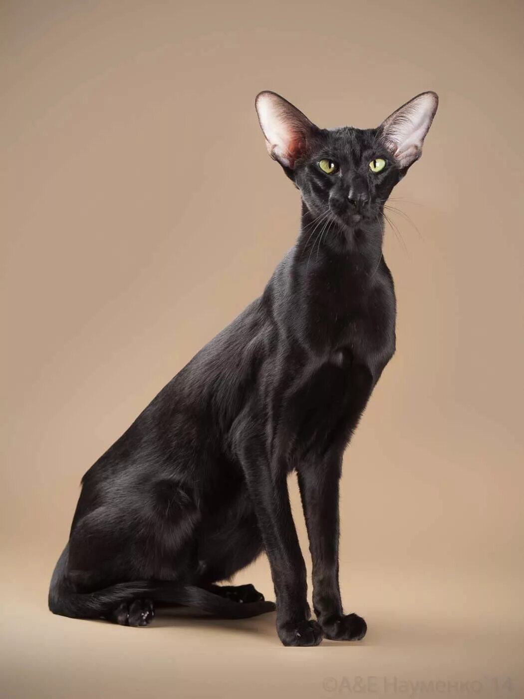 Котики ориенталы фото Pin on C. NEUTRALS