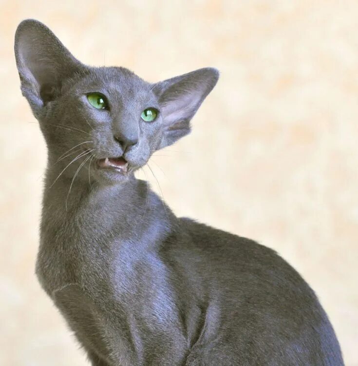 Котики ориенталы фото Ориентальная кошка - 83 фото крайне разговорчивой породы Gattini, Animali, Gatti