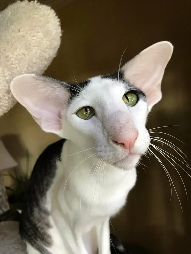 Котики ориенталы фото 16 неотразимых животных, которых природа сделала ещё круче, наградив их знатными
