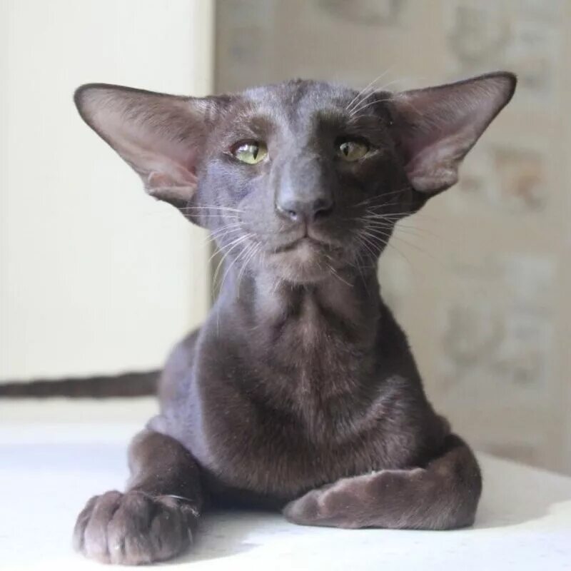 Котики ориенталы фото Кошка Гавана Браун - ориентальная тайская красавица