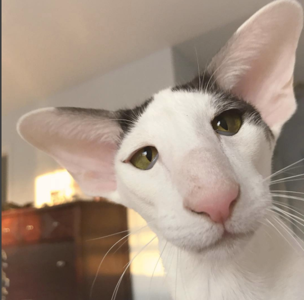 Котики ориенталы фото Pinterest