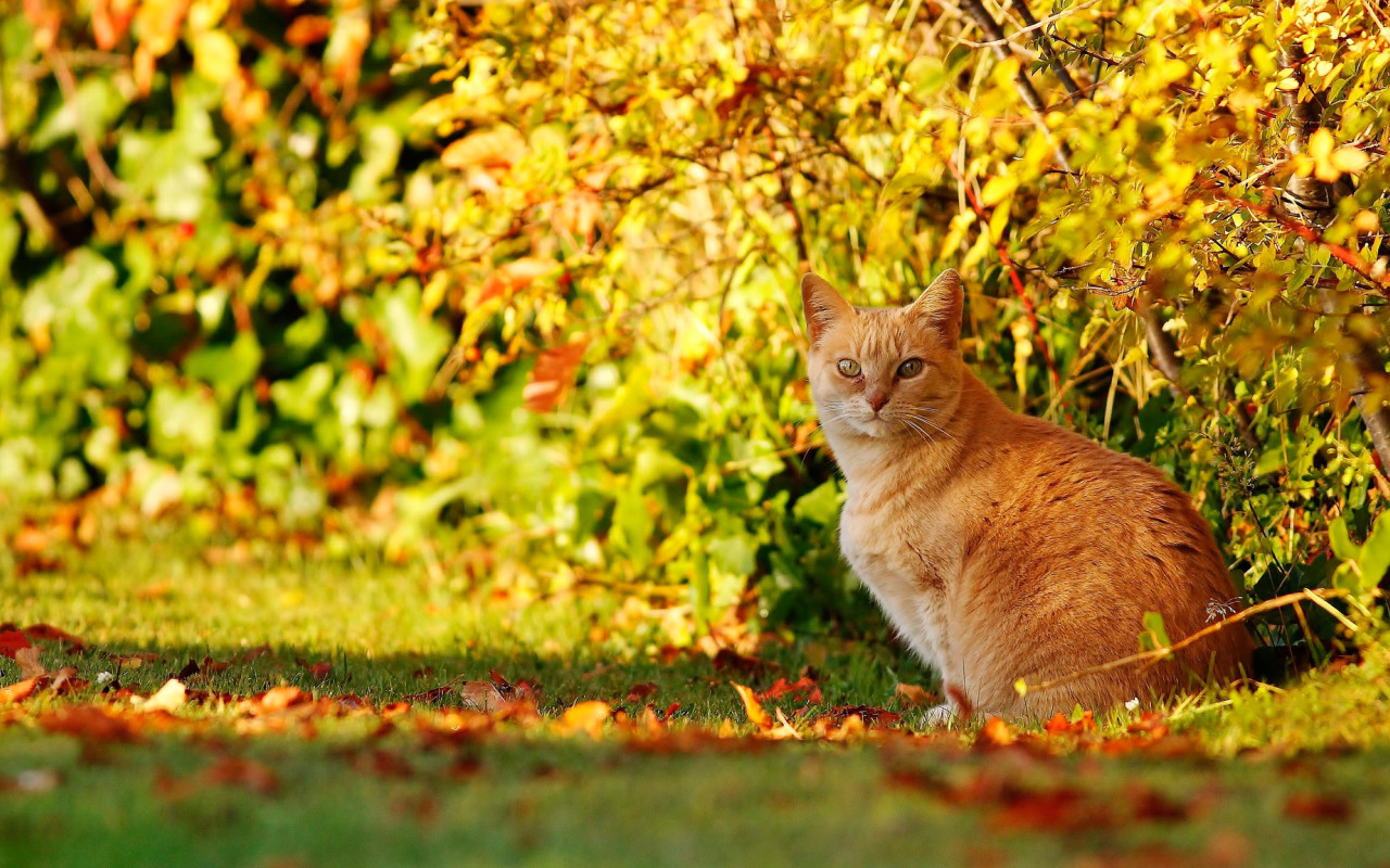 Котики осенью фото Скачать обои осень, кошка, кот, взгляд, рыжий, кусты, боке, котейка, раздел кошк