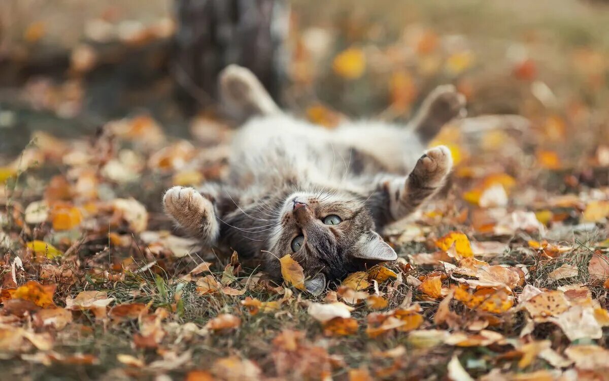 Котики осенью фото Осенние коты. Красивые фото Кошки и собаки Дзен