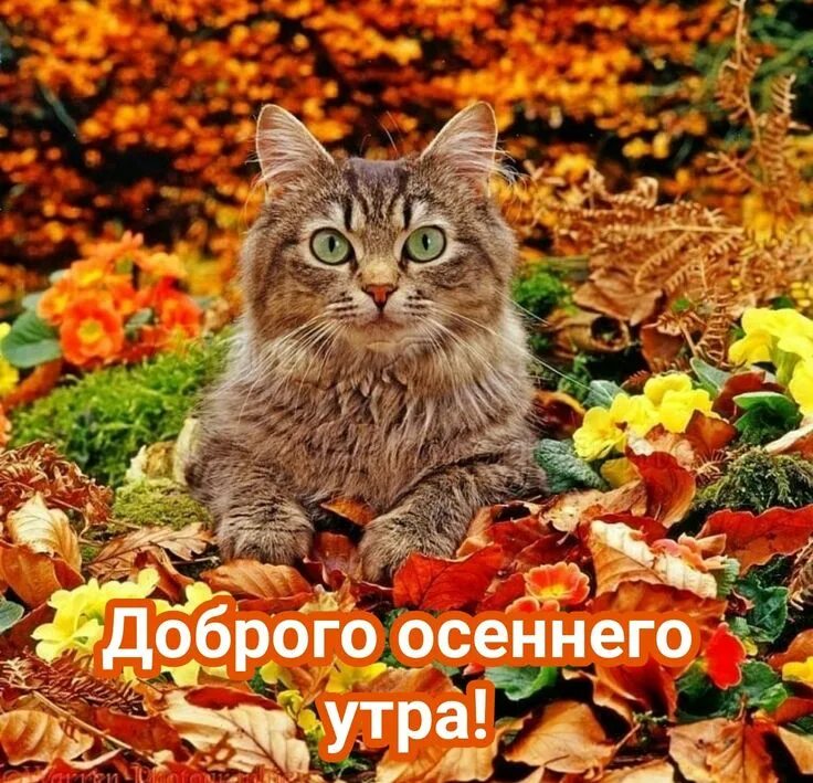 Котики осенью фото Пин от пользователя Елена на доске Доброе утро Доброе утро, Осенние картинки, Ко
