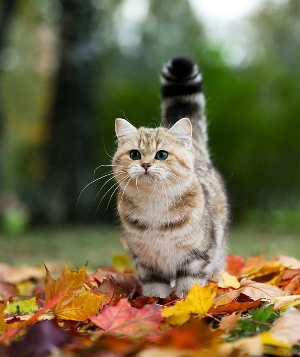 Котики осенью фото Манчкин: очаровательная кошка-такса
