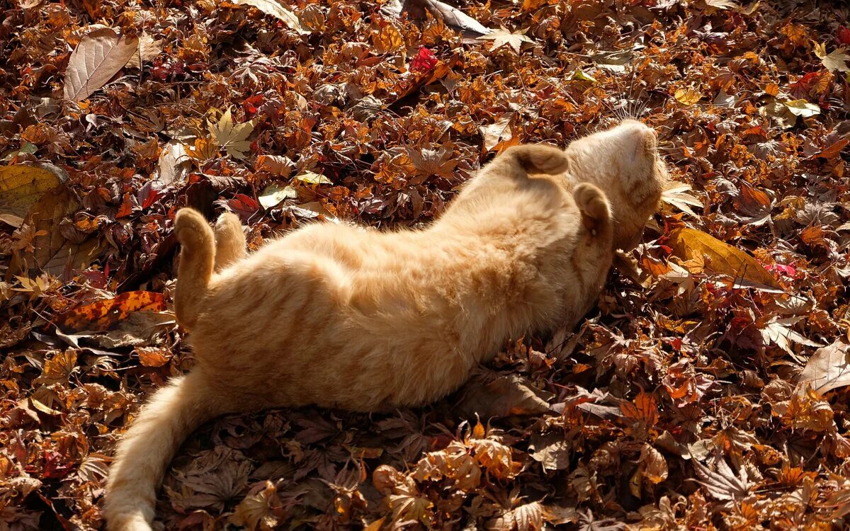 Котики осенью фото Осенние коты. Красивые фото Кошки и собаки Дзен