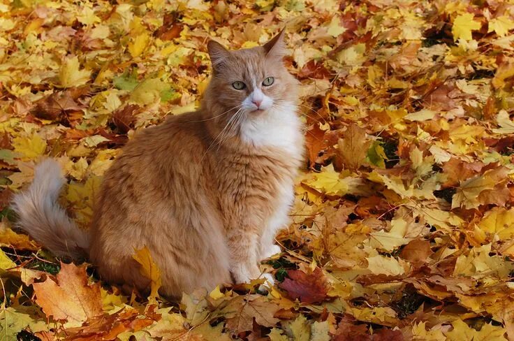 Котики осенью фото Found on Bing from www.carolynis.com Fall cats, Animals, Cats