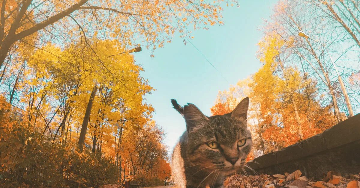 Котики осенью фото Осенний кот в ленте Пикабу