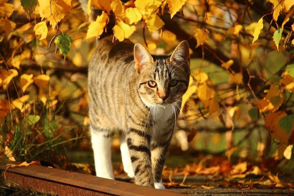 Котики осенью фото В Новосибирске 6 октября будет солнечно и +7 - МК Новосибирск