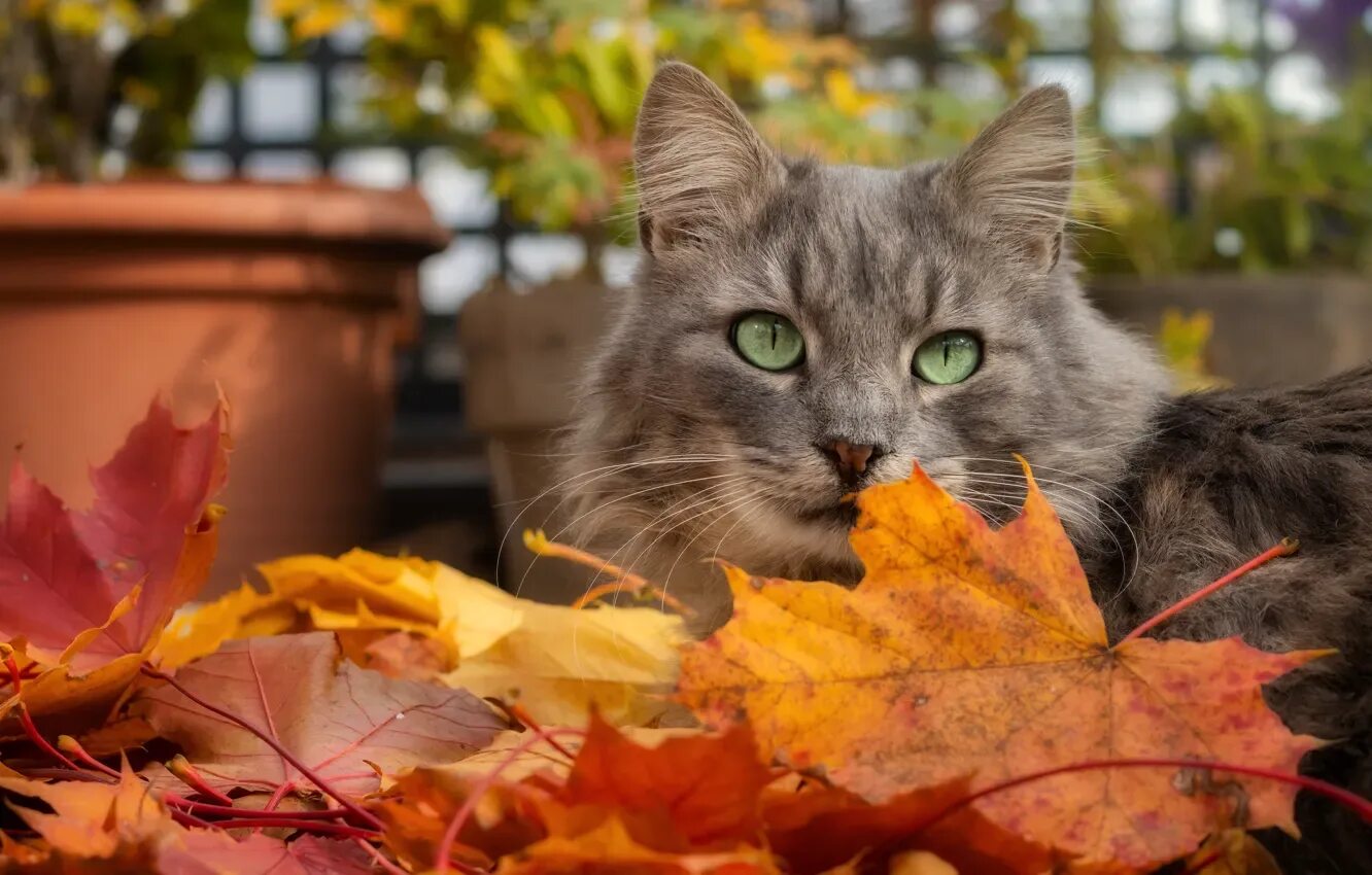 Котики осенью фото Обои осень, кошка, кот, взгляд, морда, листья, поза, серый на телефон и рабочий 