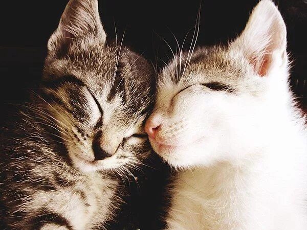 Котики парой фото Pin by Ирина Кобылюк on ❤ Cats-Chat-кошки-Gatti-Совушки+Котёнок =.= ❤ Cute cats,