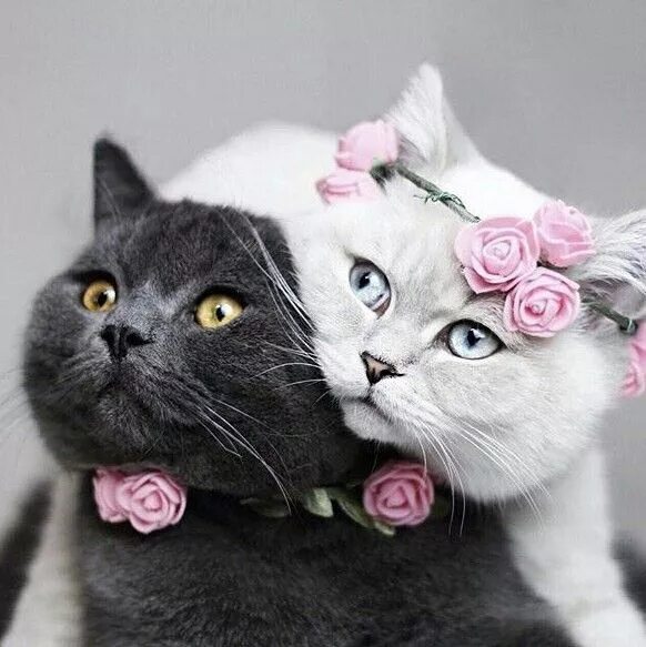 Котики парой фото Пин на доске Nature Милый кот, Котята, Сумасшедшие кошки