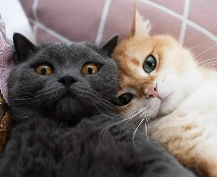 Котики парой фото 55) Одноклассники Cute baby cats, Funny cats, Animals beautiful