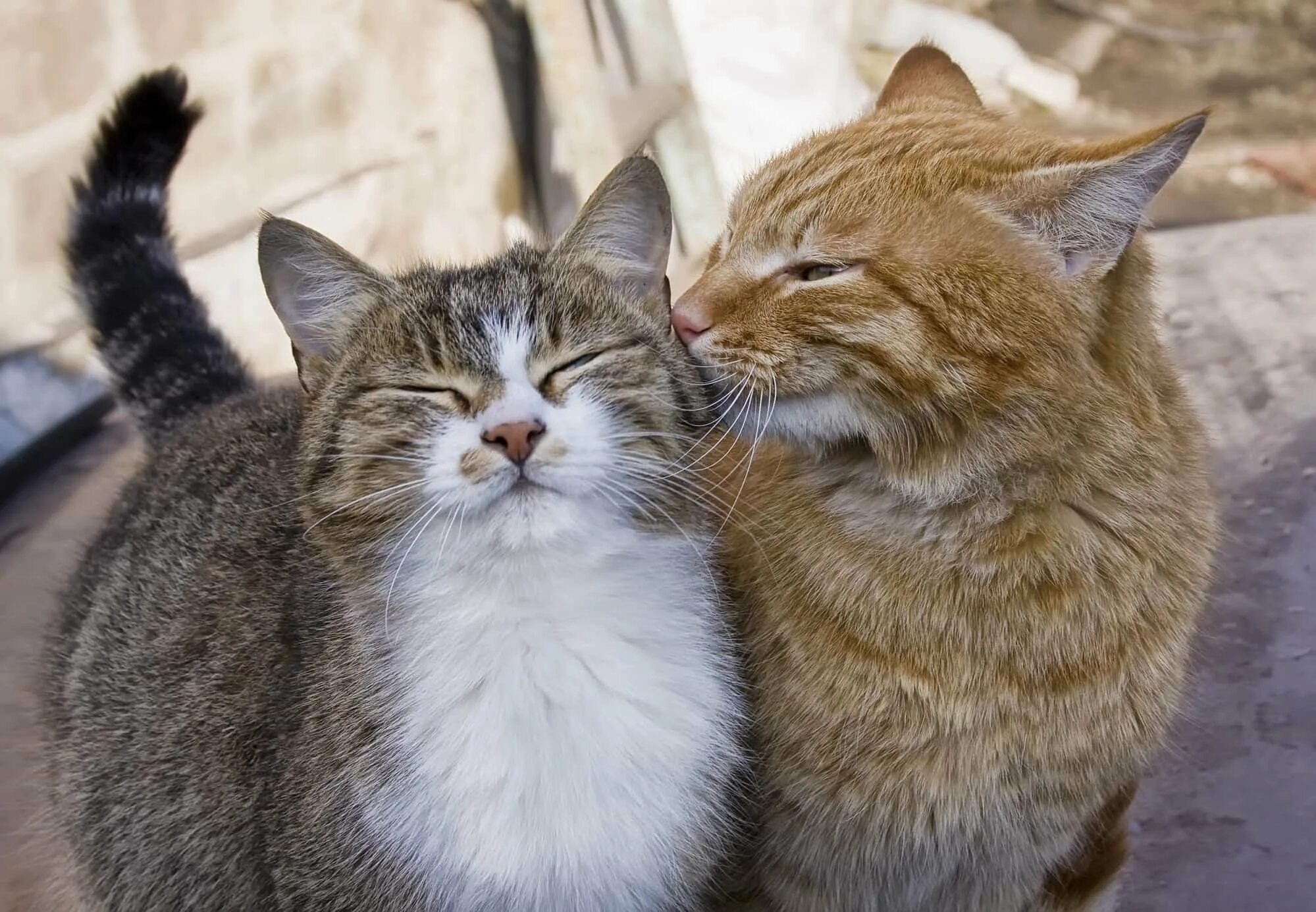 Котики парой фото Мартовское. АКРО (Лариса Браткова) / Стихи.ру