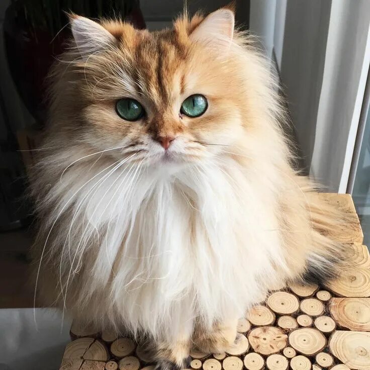 Котики породистые фото Кошки - одни из самых любимых домашних животных. Практически каждому хочется име