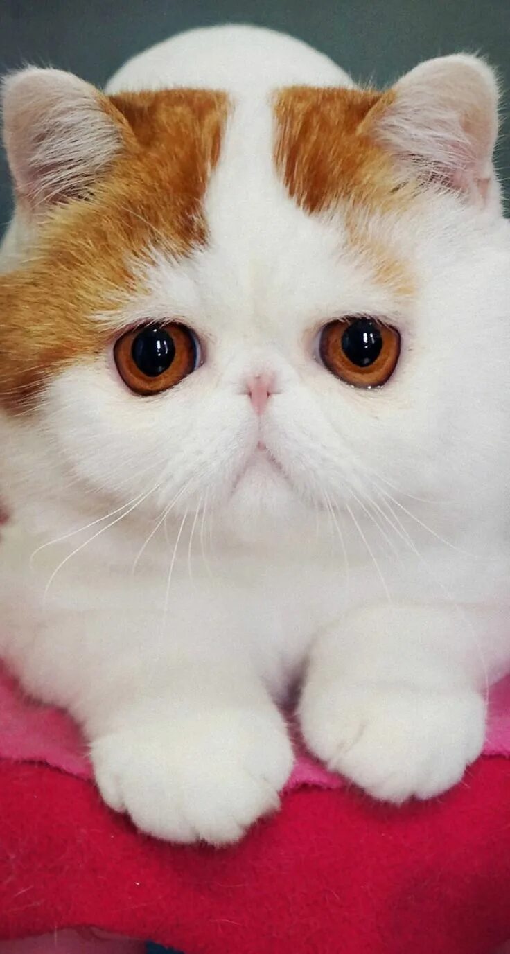 Котики породистые фото Пин от пользователя Tandra Pal на доске Cute Детеныши животных, Милые детеныши ж