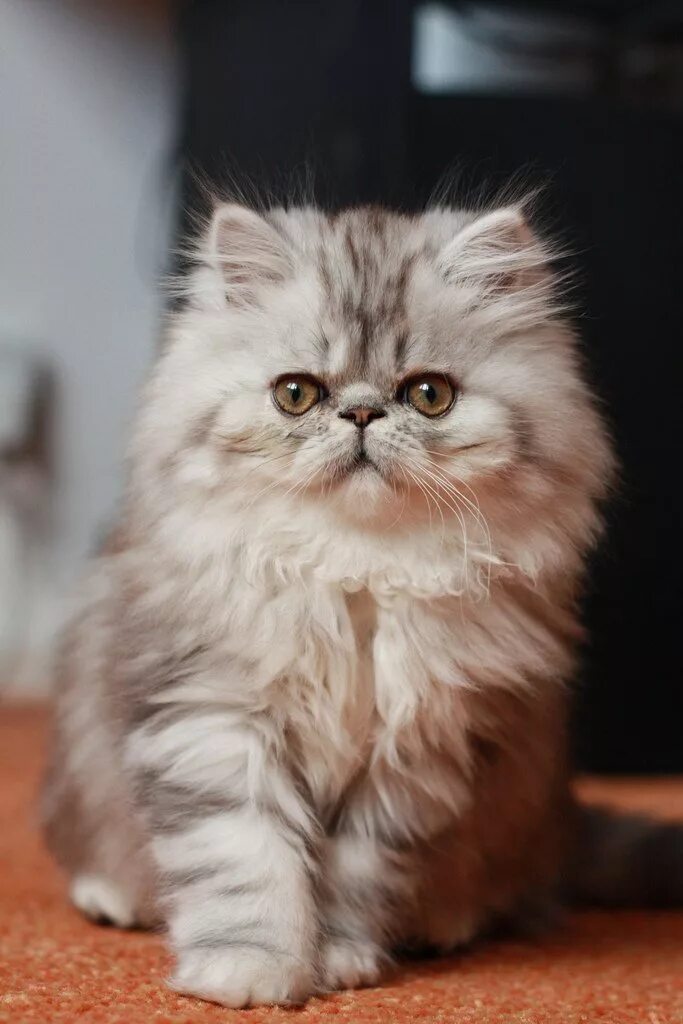 Котики породистые фото Персидская кошка: все о кошке, фото, описание породы, характер, цена