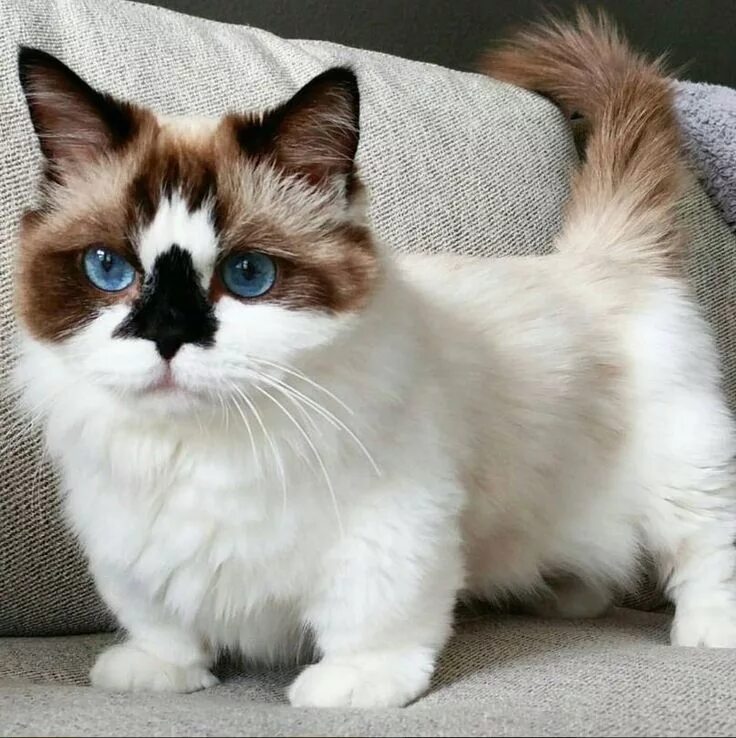 Котики породистые фото All of the colors here are amazing! #cat #cats #kitten #kittens #scottishfold #s
