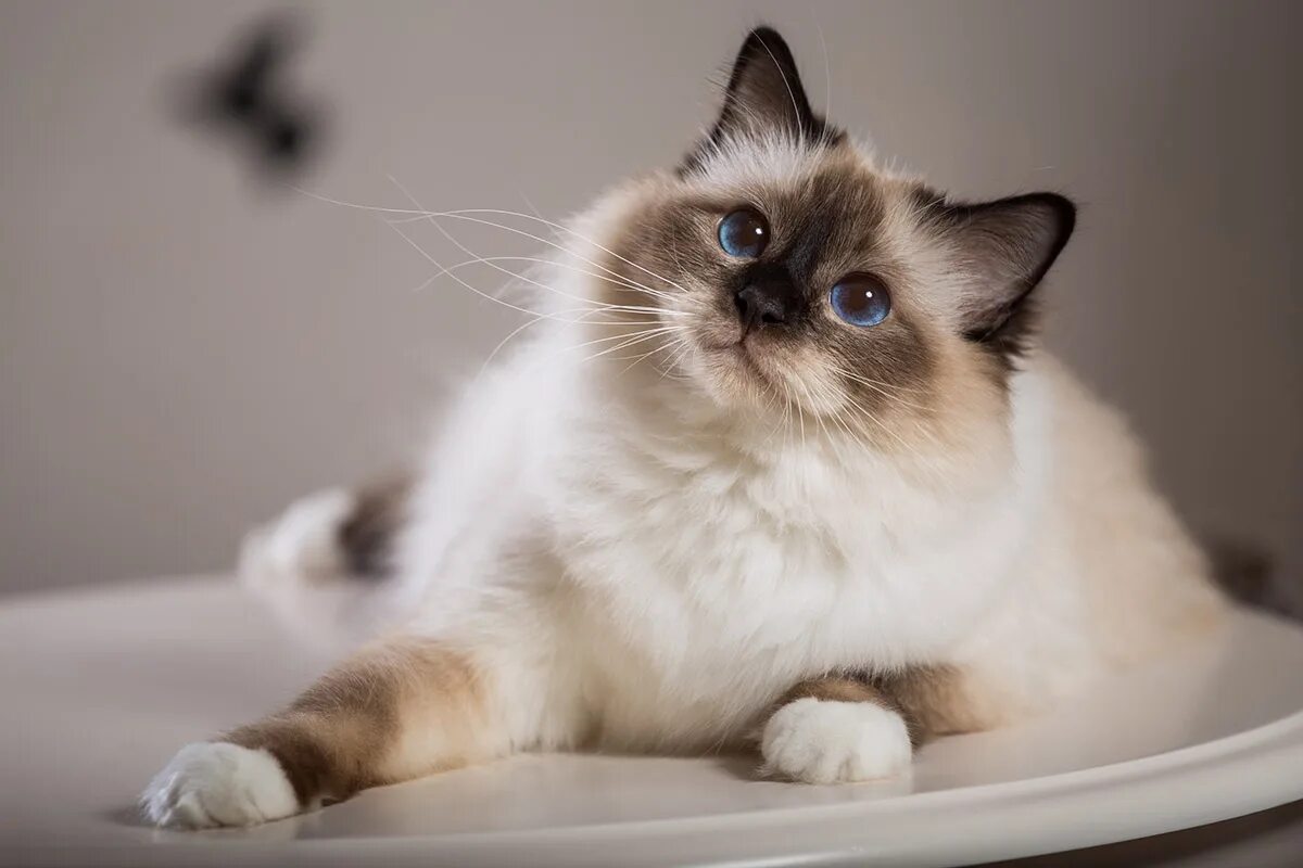 Котики породистые фото Какие кошки самые умные: 3 породы РБК Life
