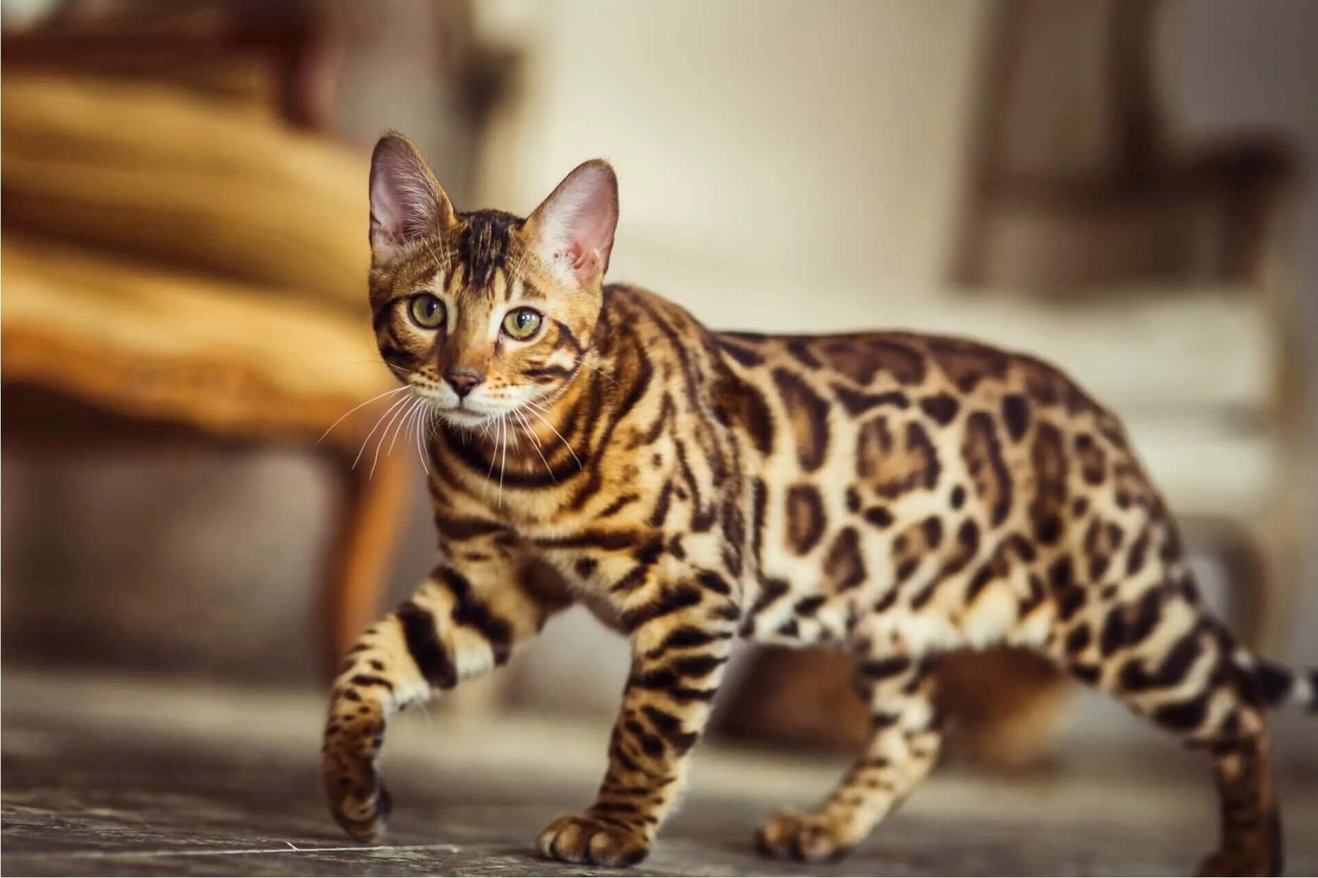 Котики породистые фото Окрасы бенгальских кошек, фотографии, описание стандартов окраса